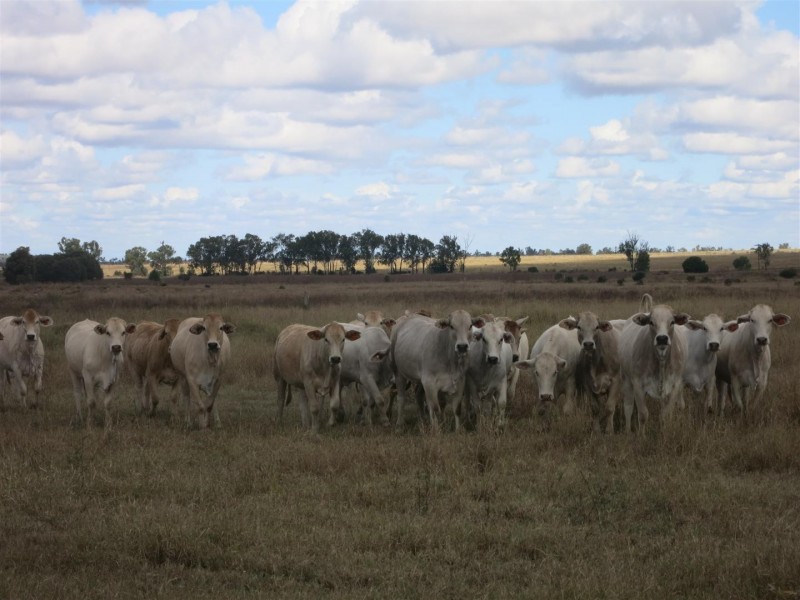 0 “Orana” Duaringa-Biloela Road, Gainsford QLD 4702