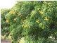 123 Seymour Road, South Yaamba QLD 4702