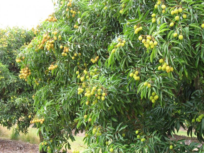 123 Seymour Road, South Yaamba QLD 4702