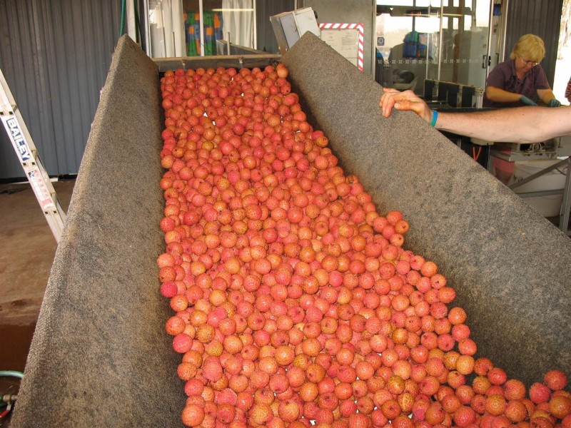 123 Seymour Road, South Yaamba QLD 4702