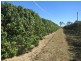 123 Seymour Road, South Yaamba QLD 4702