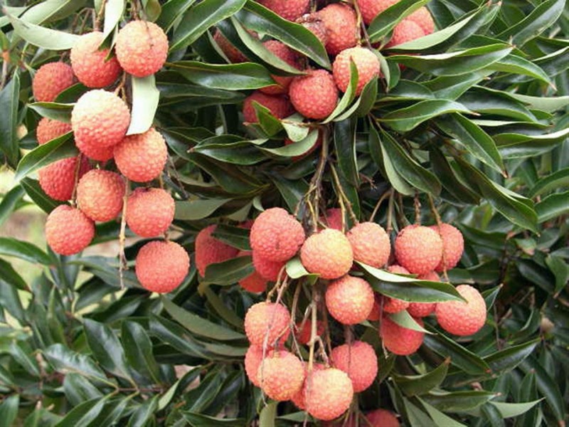 123 Seymour Road, South Yaamba QLD 4702