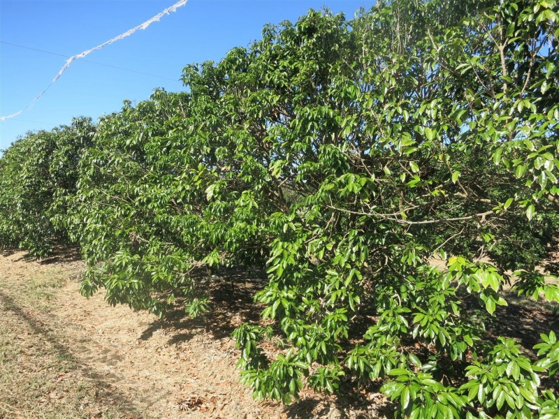 123 Seymour Road, South Yaamba QLD 4702