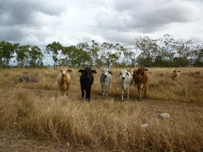 233 Allen Road, Gracemere QLD 4702