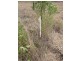 Lot 4 Albert Street, Stanwell QLD 4702