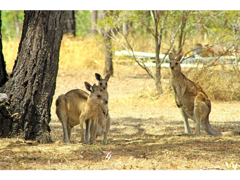 63 Kroombit Drive, Bouldercombe QLD 4702