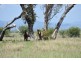 “Tabgha” Casuarina Road, Midgee QLD 4702