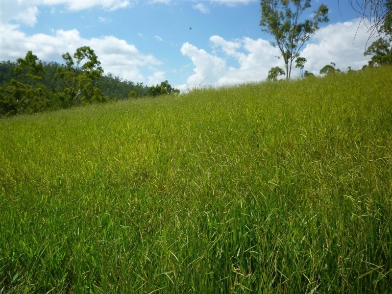 52 Jennings Road, Cawarral QLD 4702