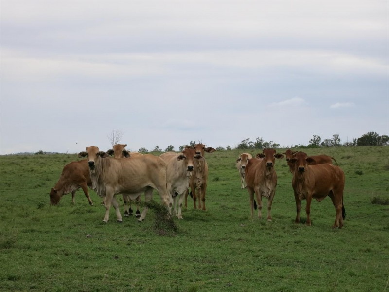 355 Bishop Road, Garnant QLD 4702