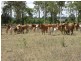 355 Bishop Road, Garnant QLD 4702
