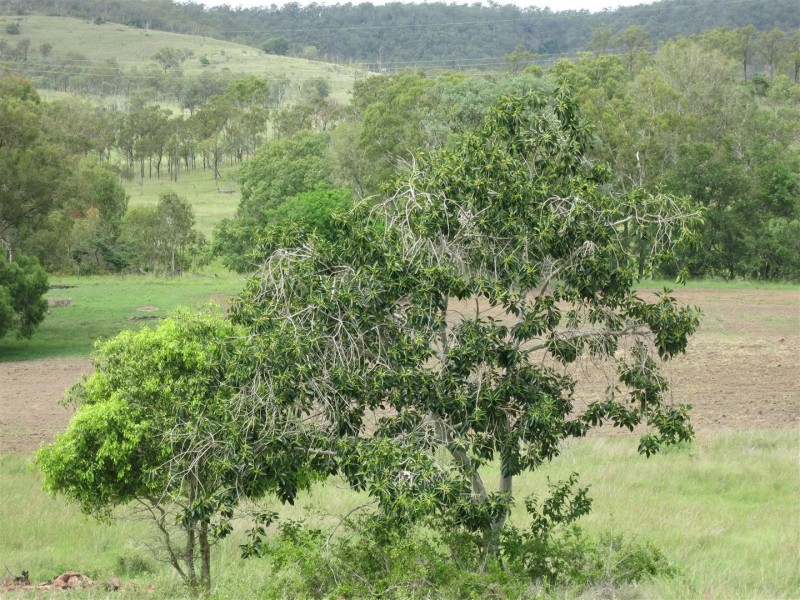 287 “High Downs” Brickworks Road, Stanwell QLD 4702