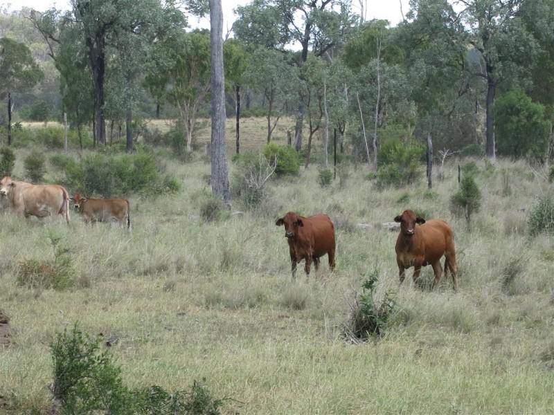 351 Mullers Road, Wowan QLD 4702