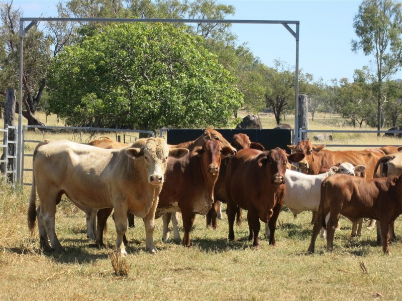 983 Sandy Creek Road, Bushley QLD 4702