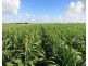 65 Birrahlee Road, South Yaamba QLD 4702