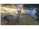 78 Fire Creek Road, Raglan QLD 4697