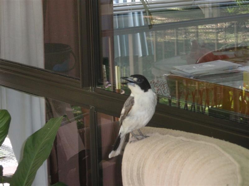 Forest Glen QLD 4556