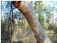 Millmerran QLD 4357