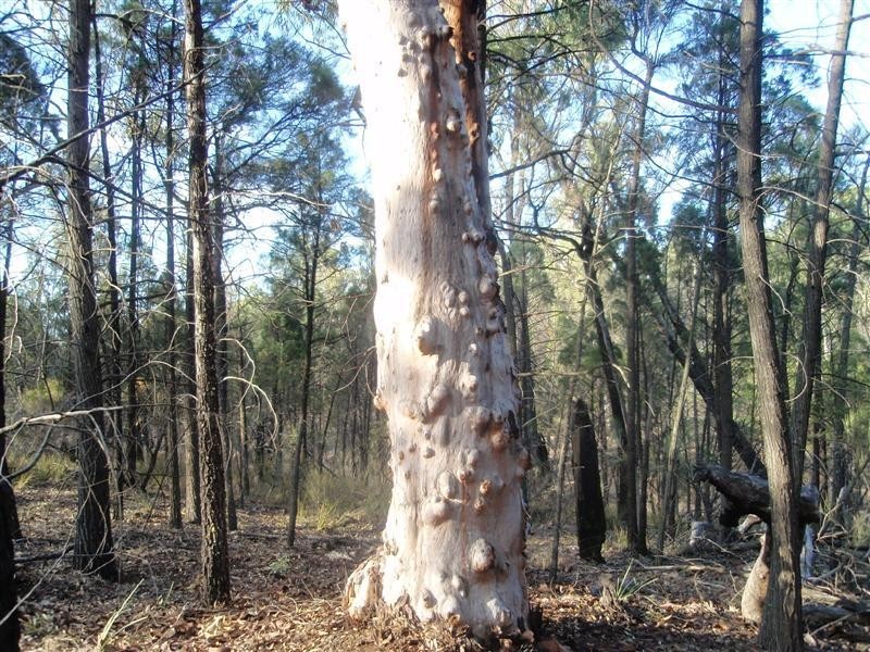 Millmerran QLD 4357