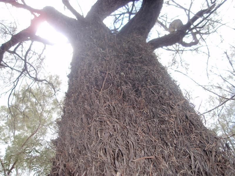 5 Ayres Rock Rd, Millmerran QLD 4357