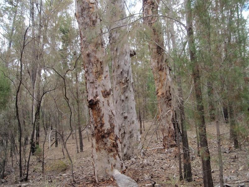 5 Ayres Rock Rd, Millmerran QLD 4357