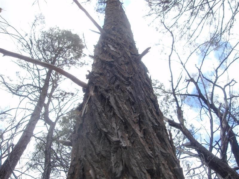 5  Ayres Rock Rd, Millmerran QLD 4357