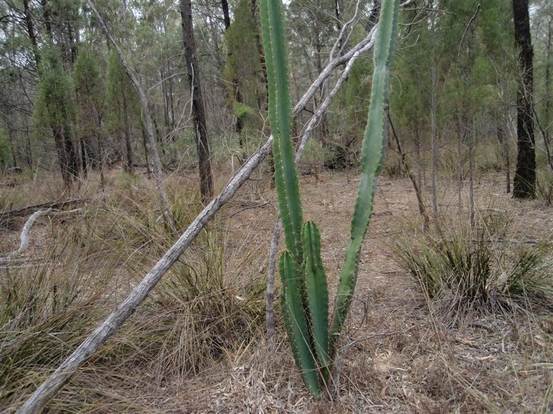 5  Ayres Rock Rd, Millmerran QLD 4357