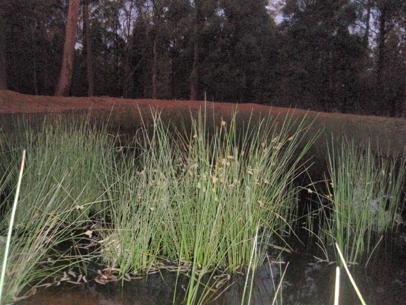 120 Pine Road, Millmerran QLD 4357