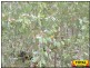 Millmerran QLD 4357