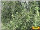 2 Rosemary Crt, Millmerran QLD 4357