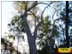 Lot 9 Pine Ridge Road, Millmerran QLD 4357