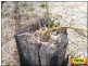 Lot 48 Flamingo Road, Millmerran QLD 4357
