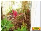 Lot 51 Steve Irwin Way, Landsborough QLD 4550