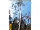 Lot 33 Cabbage Gum, Millmerran Woods QLD 4357
