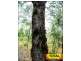 Millmerran QLD 4357