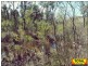 Lot 29 Flamingo Rd, The Pines, Millmerran QLD 4357