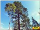 Lot 29 Flamingo Rd, The Pines, Millmerran QLD 4357