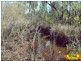 Lot 29 Flamingo Rd, The Pines, Millmerran QLD 4357