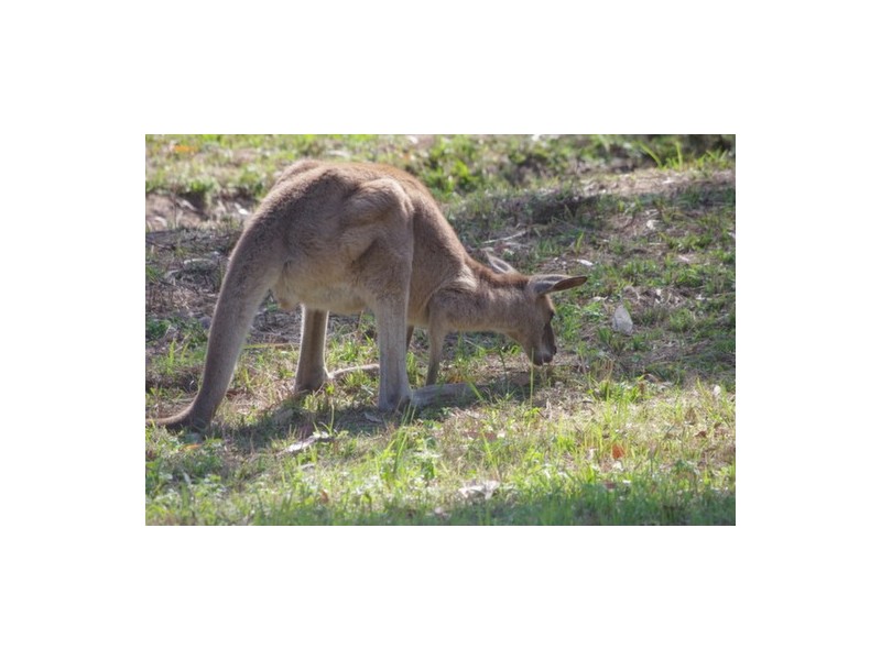 Lot 809 Arborthirtyone road, Glenwood QLD 4570