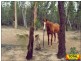 Lot 44 Wallaby, Millmerran QLD 4357