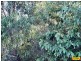 15 Belar, Millmerran Woods QLD 4357