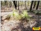 Lot 33 Cabbage Gum, Millmerran QLD 4357