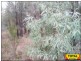 Lot 9 Pine Ridge Road, Millmerran QLD 4357
