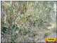 Lot 43 Pine Road, Millmerran QLD 4357