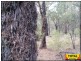 Lot 43 Pine Road, Millmerran Woods QLD 4357