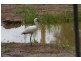 Lot 809 Arborthirtyone road, Glenwood QLD 4570