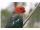 Lot 809 Arborthirtyone road, Glenwood QLD 4570