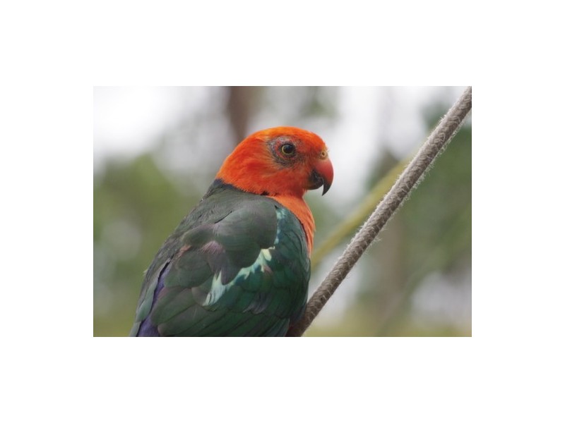 Glenwood QLD 4570