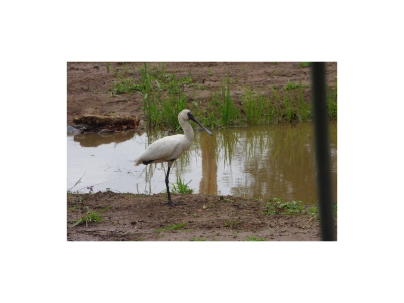 Glenwood QLD 4570