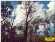 Lot 42 Box Drive, Millmerran QLD 4357