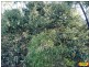 15 Belar, Millmerran Woods QLD 4357
